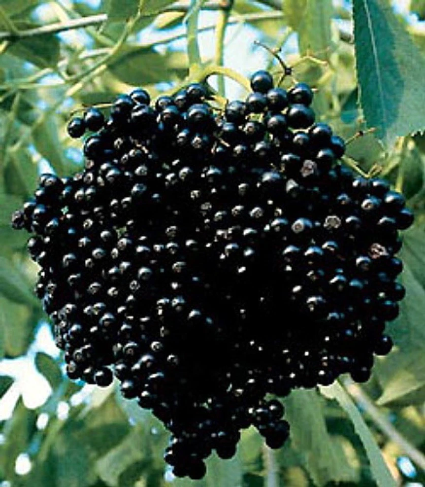 Elderberry Cuttings for Planting – 10 Unrooted Stems, Sambucus Shrub for Rooting