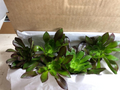 Aeonium Merlot Succulent Cuttings – 5 Live Purple Rosettes with Green Center for Planting