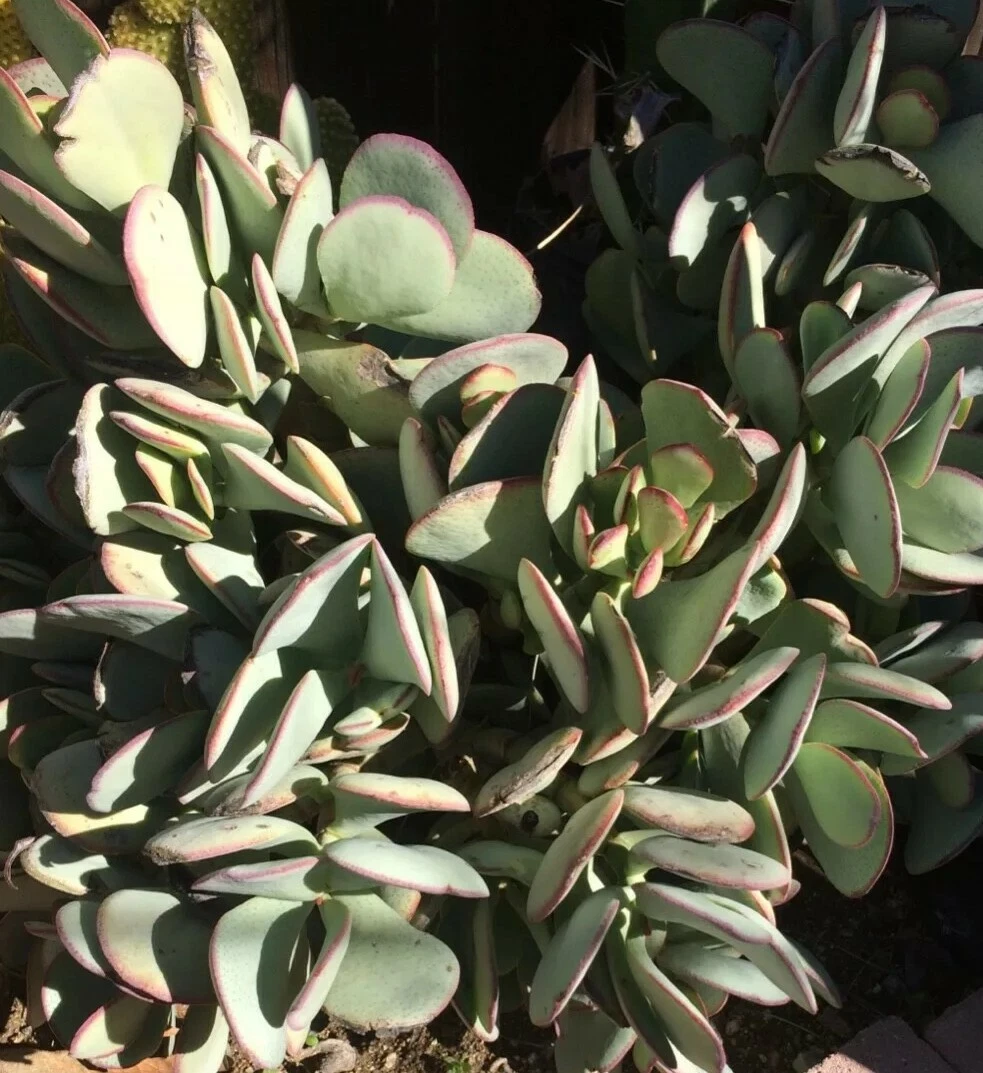 Crassula arborescens Silver Dollar – Fresh Succulent Cutting, Blue-Green Round Leaf Stem for Easy Propagation