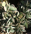 Crassula arborescens Silver Dollar – Fresh Succulent Cutting, Blue-Green Round Leaf Stem for Easy Propagation