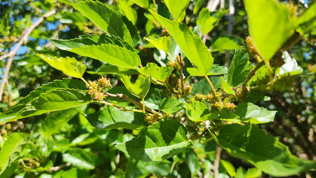 Dwarf Everbearing Mulberry Cuttings – 20 Live Unrooted Morus Nigra Stems, Assorted Sizes for Fruit Tree Propagation