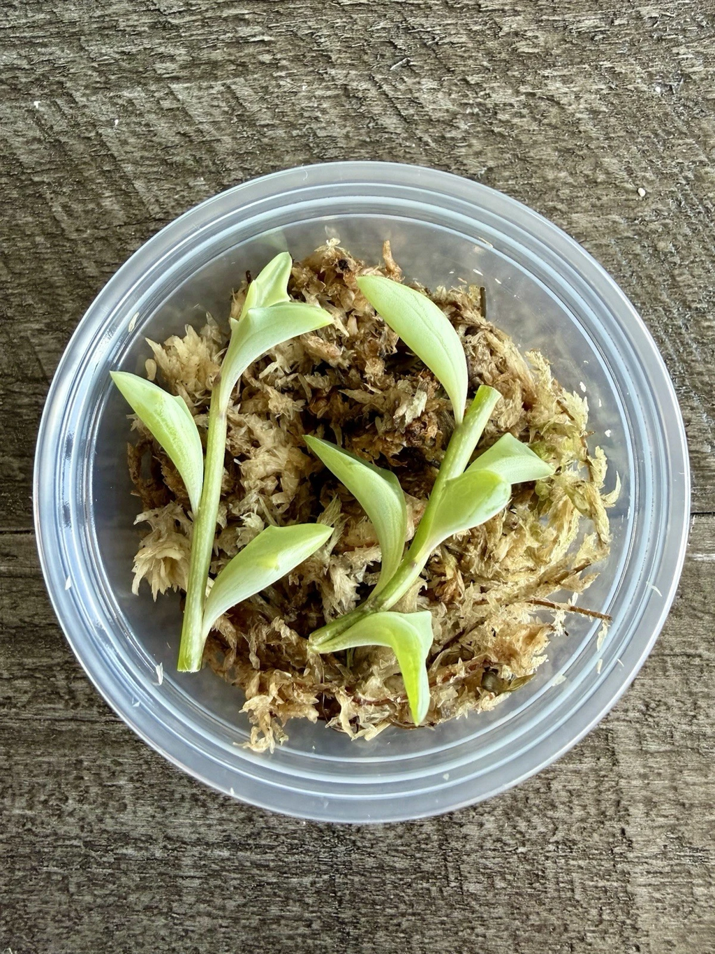 String of Dolphins Succulent Cuttings for Planting – Curio x peregrinus (Senecio), Propagation Cup