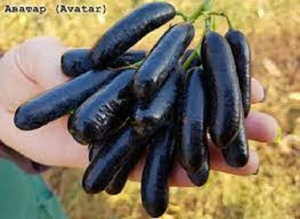 Avatar Seedless Grape Vine – 2 Unrooted Cuttings for Rooting or Grafting | Vitis Grape Propagation Wood