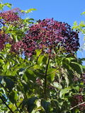 Elderberry Dormant Cuttings for Planting – 12 Fresh Stems, York Adams Nova Varieties