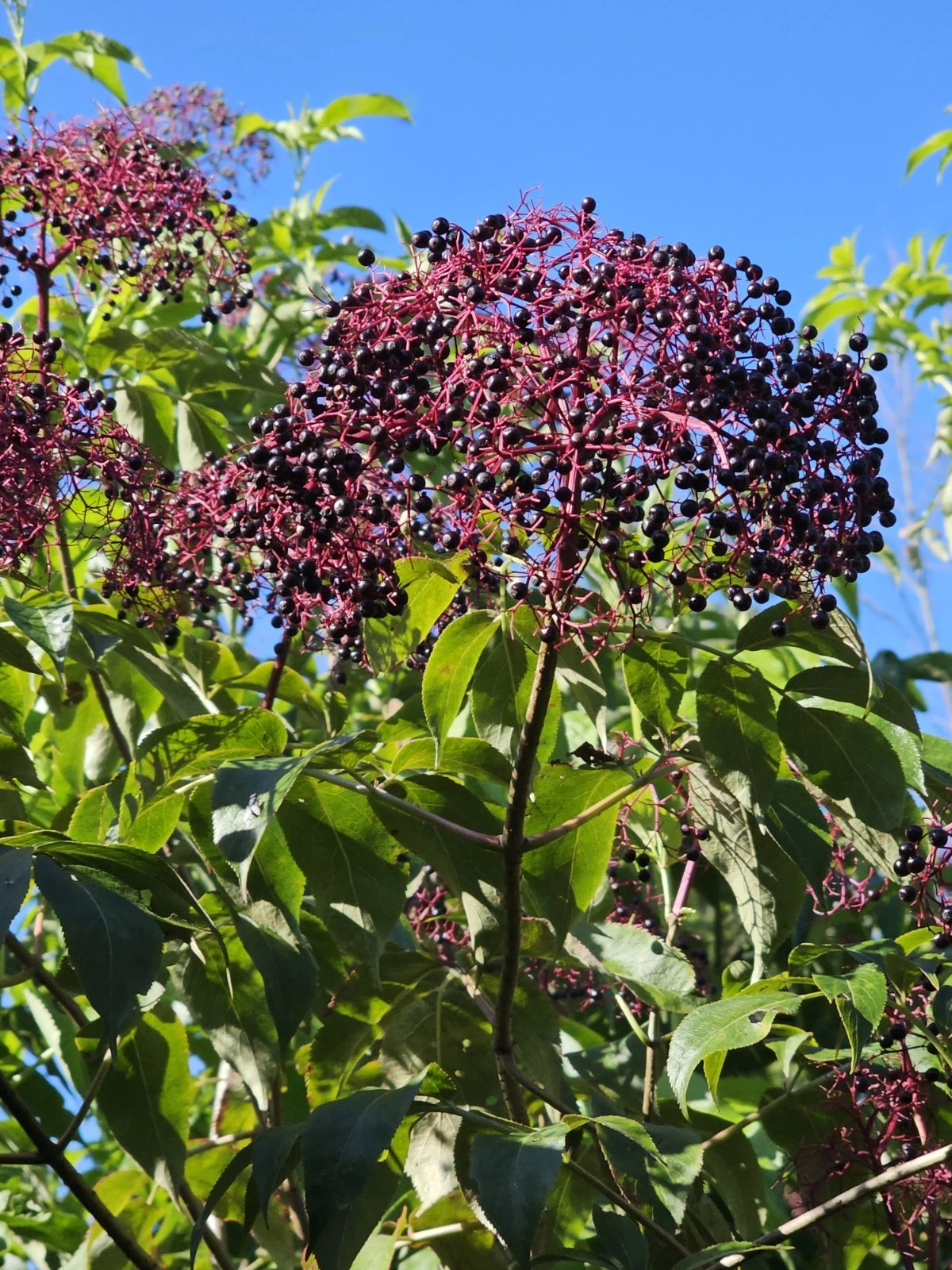 Elderberry Dormant Cuttings for Planting – 12 Fresh Stems, York Adams Nova Varieties