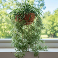 2 Rooted Spider Plant Cuttings – Healthy Chlorophytum Offshoots, Indoor Houseplant Starters Ready to Grow