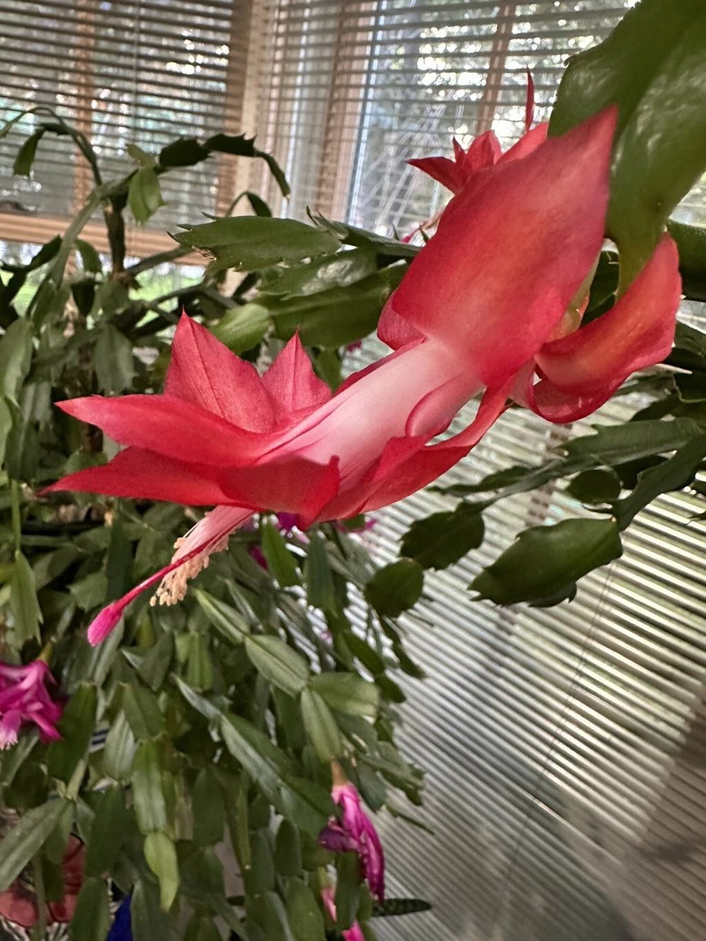 Red Christmas Cactus Cutting – Schlumbergera truncata – Holiday Cactus Segment for Rooting & Indoor Growing