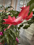 Red Christmas Cactus Cutting – Schlumbergera truncata – Holiday Cactus Segment for Rooting & Indoor Growing