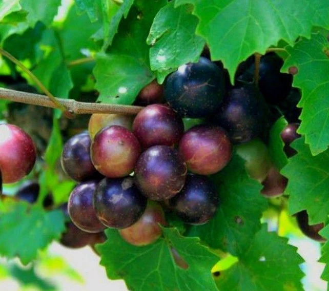 Muscadine Grape Vines – 2 Live Vitis rotundifolia Plants, Hardy Fruit-Bearing Grape Variety for Garden, Vineyard & Trellis Growing