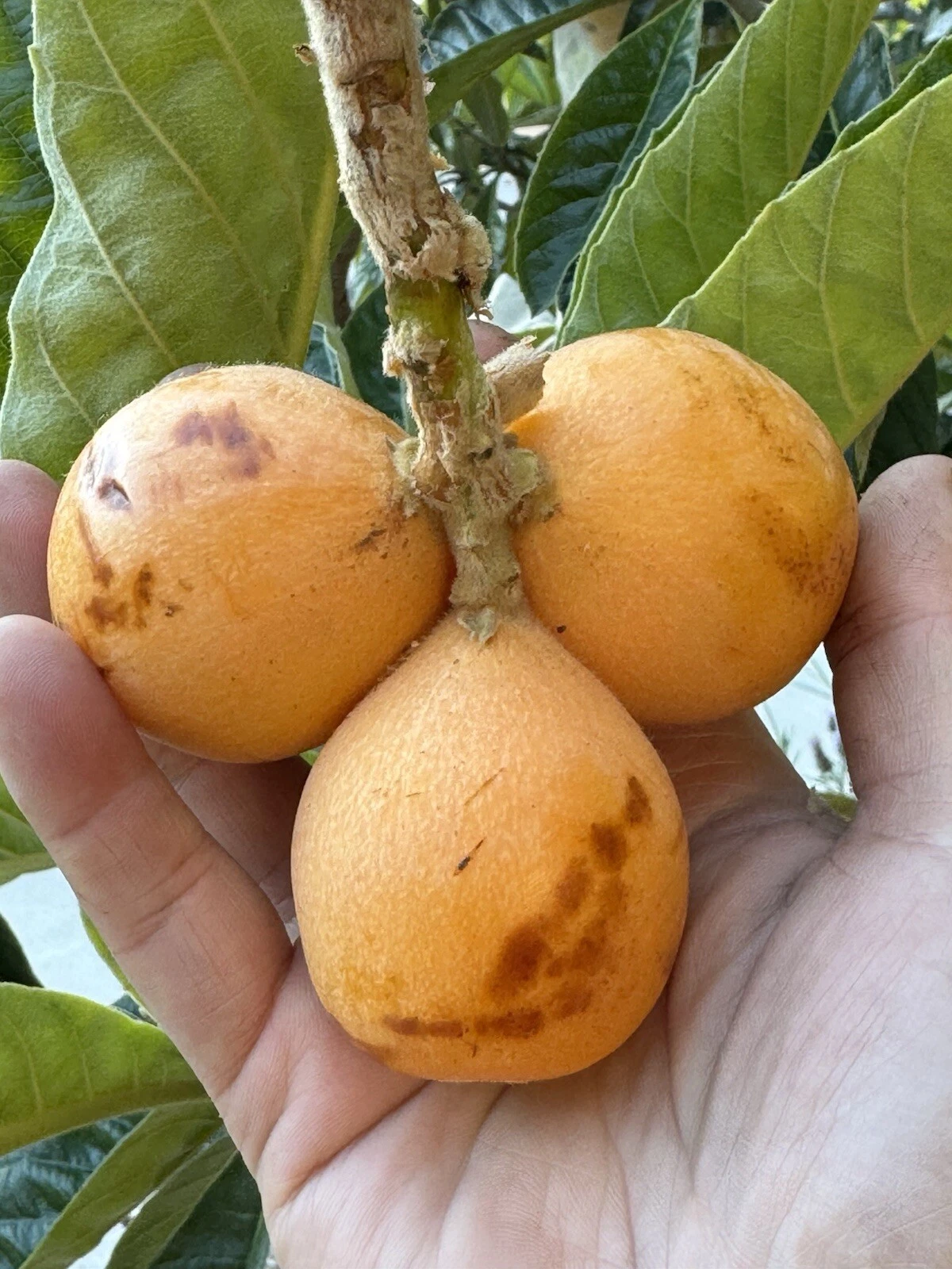 Peluche Loquat Scions – 2 Fresh Cuttings for Grafting, Rare Extra-Large Fruit Variety, Eriobotrya japonica Elite Cultivar