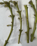 Nabal Avocado Scions – 4 Fresh Budwood Sticks for Grafting | Persea americana | High-Quality Scion Wood for 2–3 Grafts Each