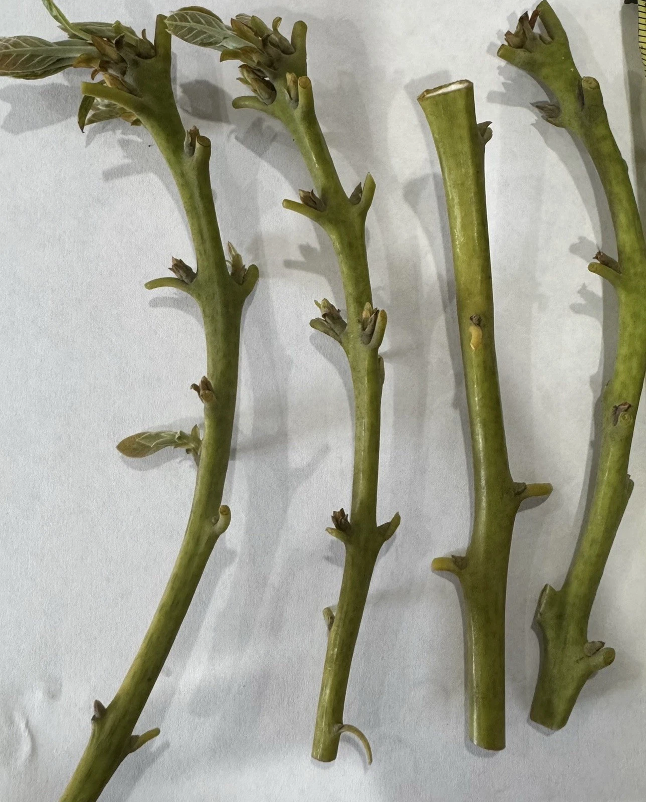 Nabal Avocado Scions – 4 Fresh Budwood Sticks for Grafting | Persea americana | High-Quality Scion Wood for 2–3 Grafts Each