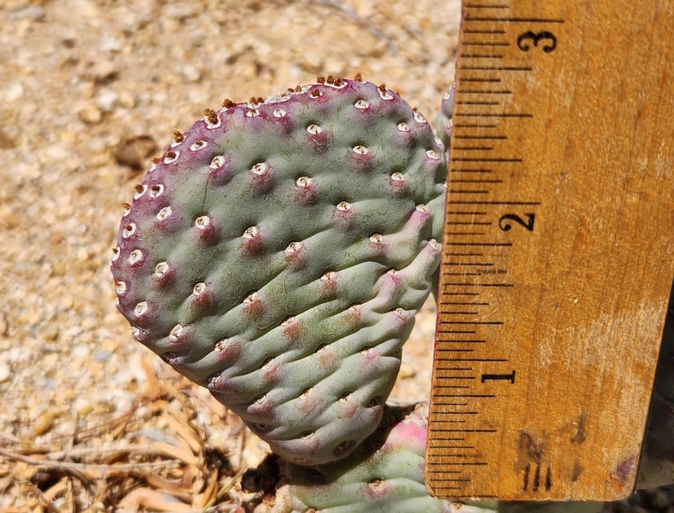 Opuntia basilaris ‘Caudata’ Cactus Pad for Planting – Baby Beavertail Prickly Pear, Unrooted Succulent Pad