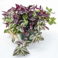 Tradescantia Rhapsody Combo – Rooted Starter Plant Pack of 1 – Live Houseplant with Variegated Trailing Foliage