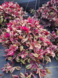 Tradescantia Zebrina Cuttings – 20 Fresh 8–12" Wandering Jew Stems | Easy Rooting Trailing Plant | Fast-Growing Houseplant