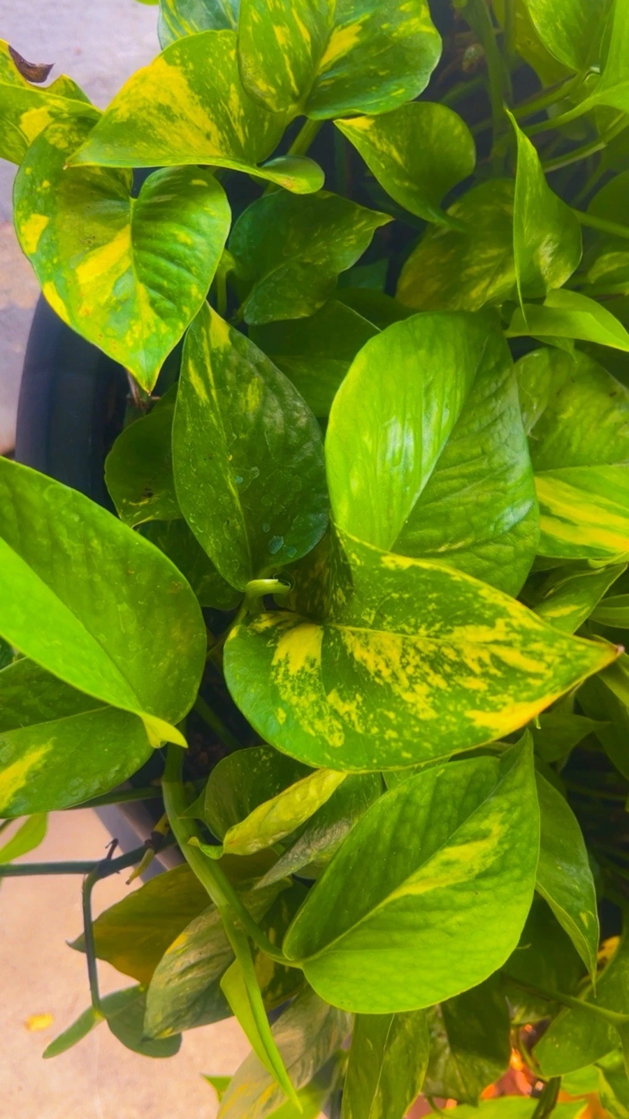 Variegated Golden Pothos Rooted Cutting – 3 Node Epipremnum Aureum, Indoor Climbing Houseplant