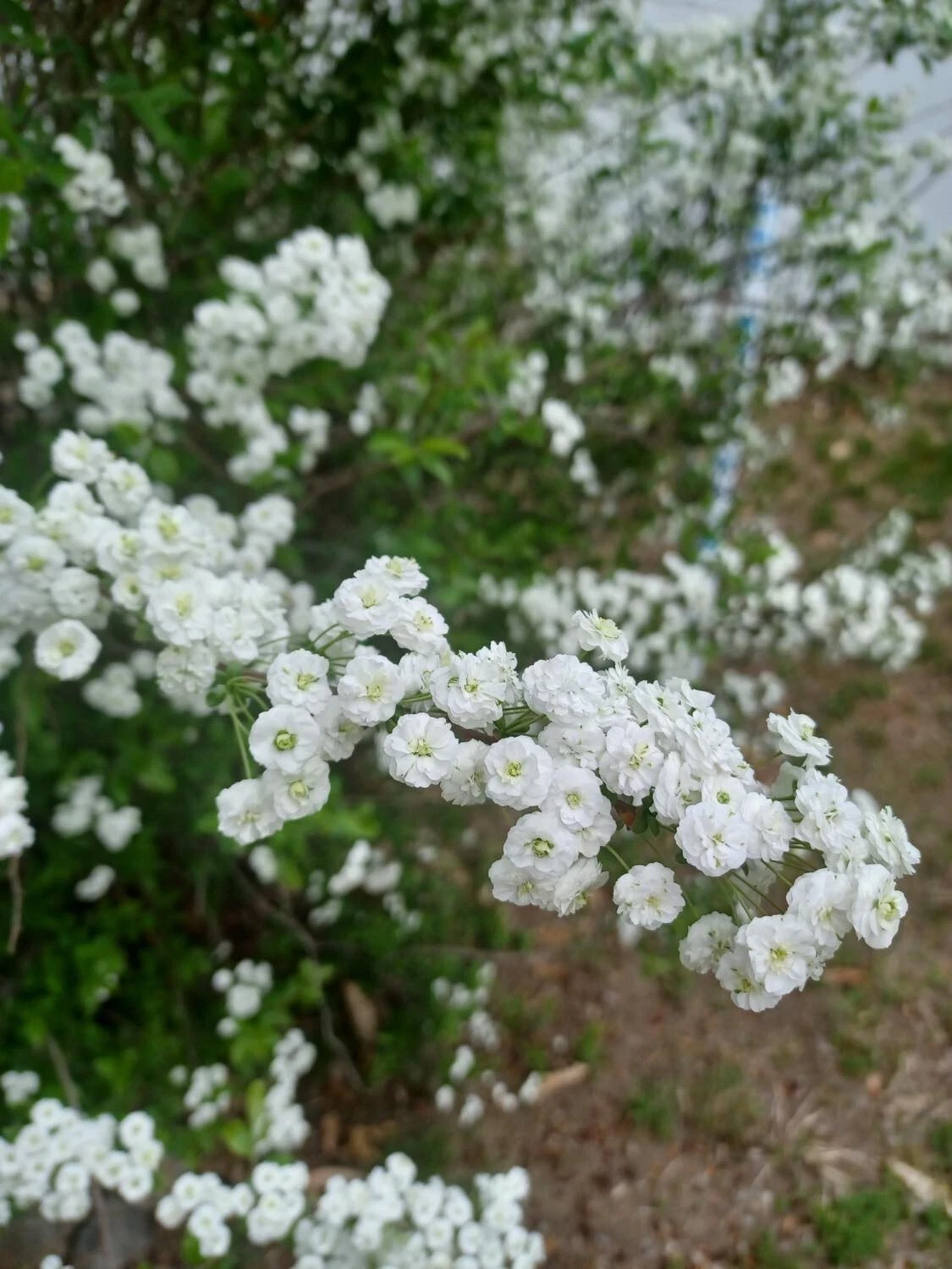 Bridal Wreath Spirea Cuttings – 10 Unrooted Shrub Stems for Rooting, Live Spiraea Starter Wood (No Roots)