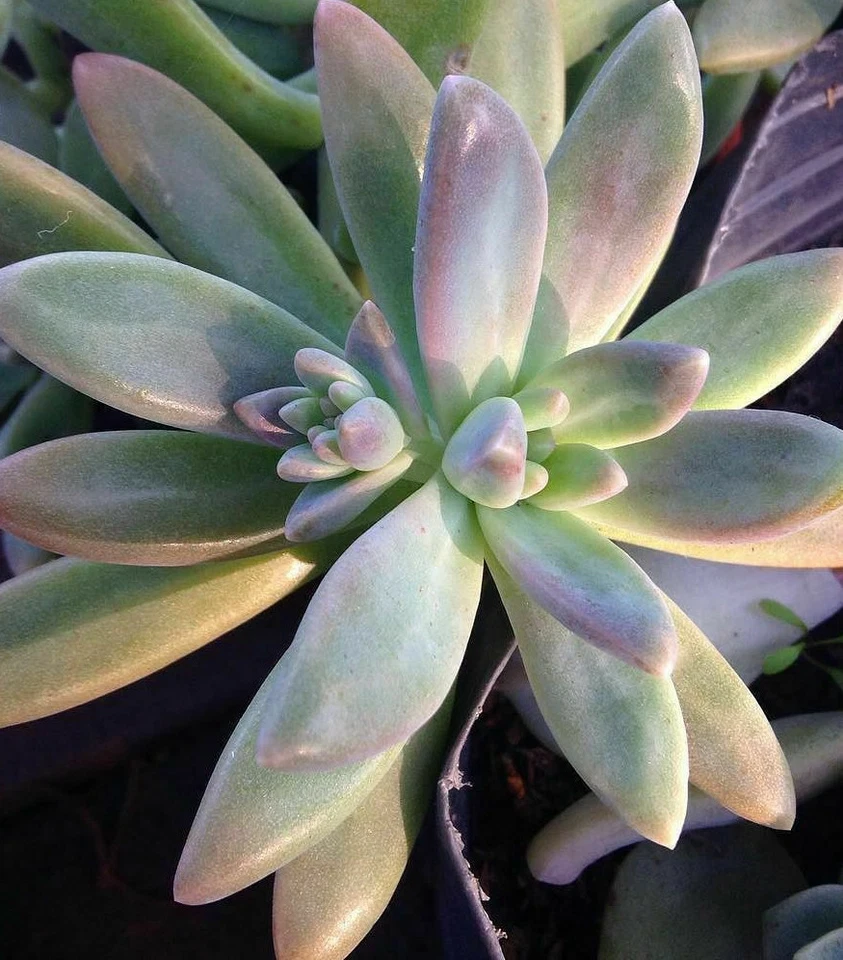 Pachyveria Blue Pearl – 3 Unrooted Succulent Cuttings, 2.5" Rosettes – Live Blue-Green Echeveria Hybrid