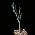 Adenia pechuelii Plant – 3.5” Pot Caudiciform Succulent, Rare Bottle Stem Species for Collectors and Indoor Desert Displays