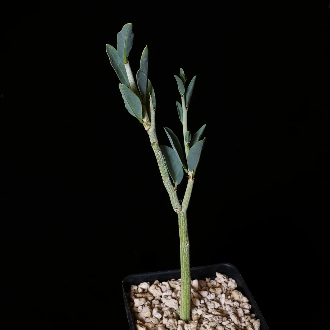 Adenia pechuelii Plant – 3.5” Pot Caudiciform Succulent, Rare Bottle Stem Species for Collectors and Indoor Desert Displays