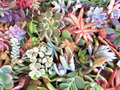 Large Succulent Cuttings Mix – 50 Fresh Cuttings, 25 Varieties, 2+ lbs, 3–6" Sizes for Arrangements, Rooting, and DIY Planters