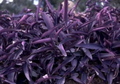 Purple Heart Cuttings – Tradescantia pallida – 5 Organically Grown Cuttings for Rooting & Indoor/Outdoor Planting
