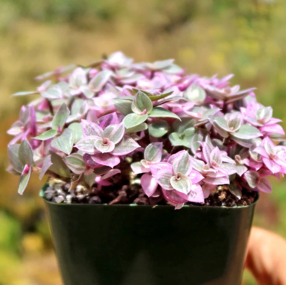 Callisia Repens Pink Lady – Live Turtle Vine Plant in 2" Pot – Variegated Succulent Trailing Houseplant