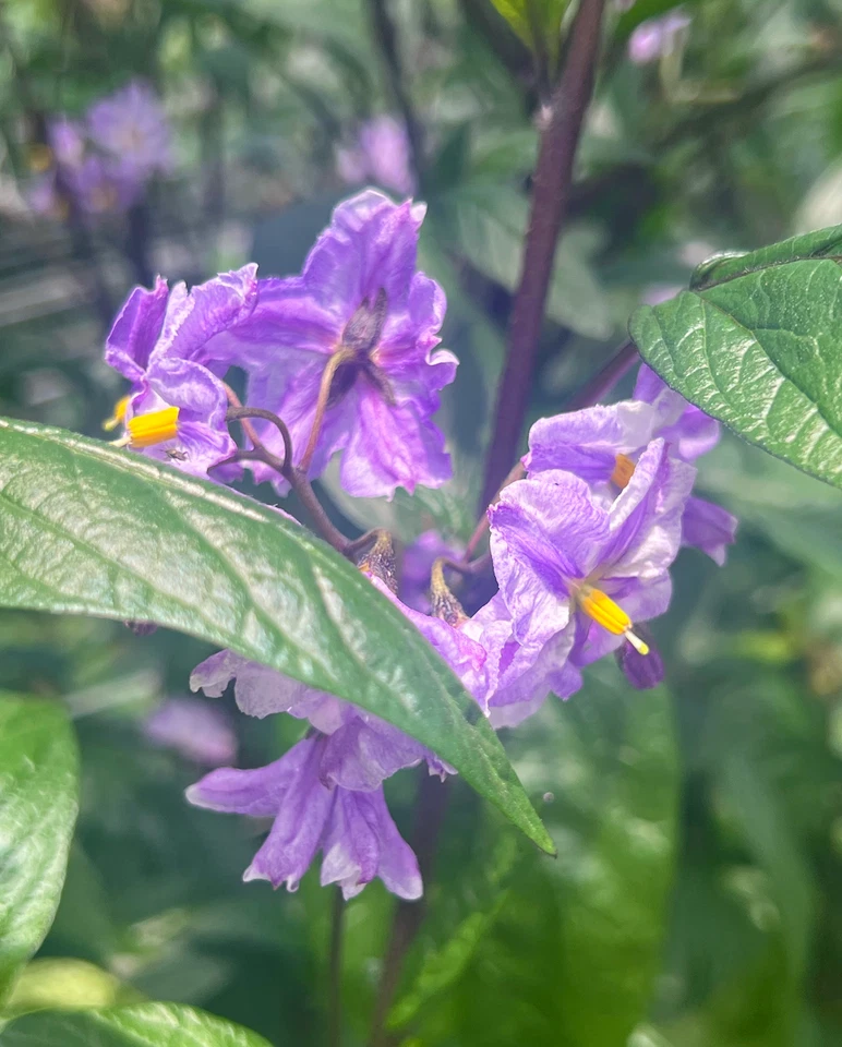 Pepino Melon Cuttings – 6 Fresh Deep Purple Variety, Easy-Rooting Solanum Muricatum for Containers, Edible Gardens & Warm Climates