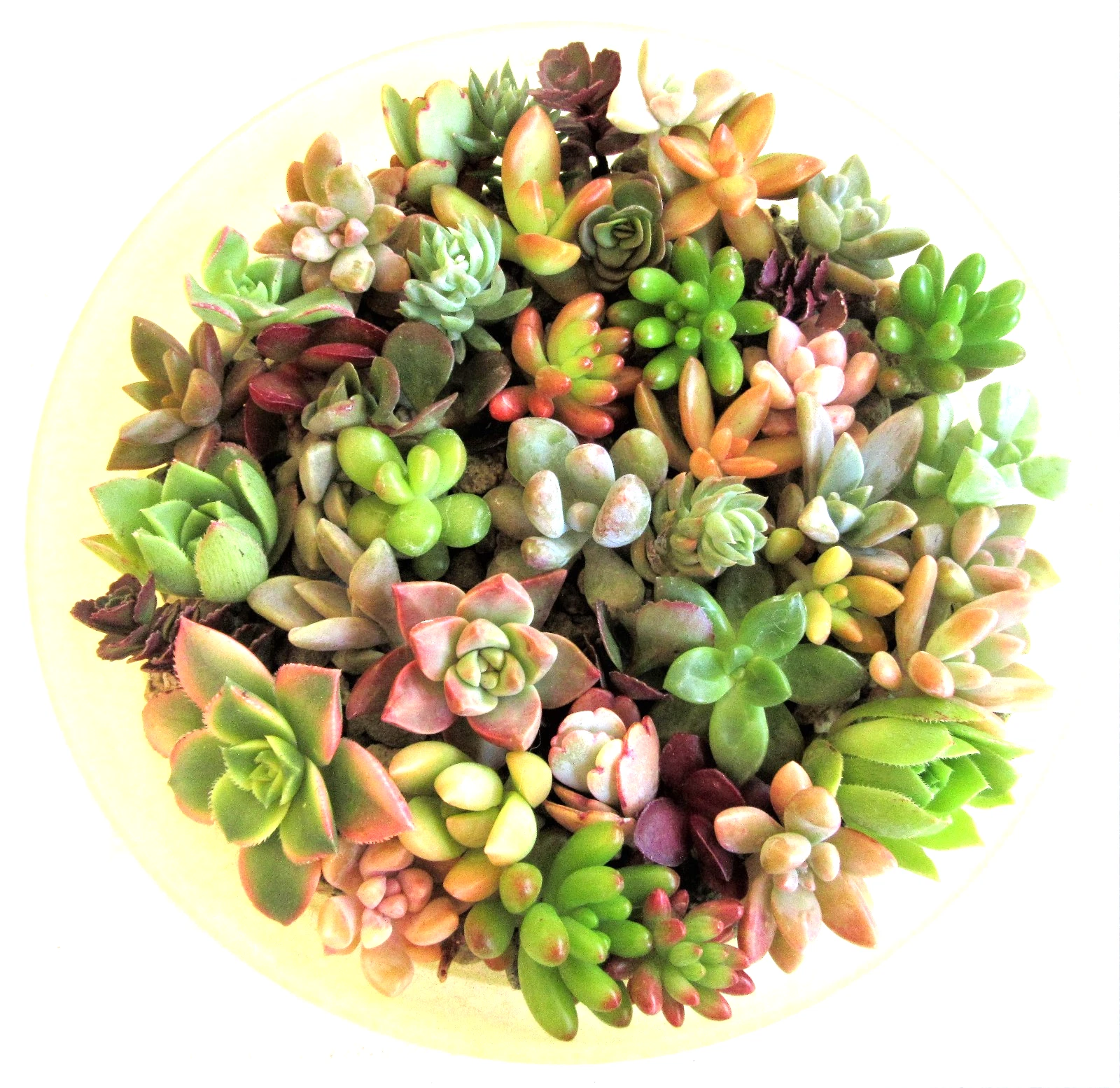 30+ Succulent Rosettes – Mix of 30 Varieties, 1–2" Fresh Cuttings for DIY Arrangements, Weddings & Garden Projects