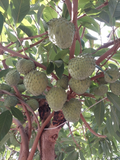 Cherimoya Live Cuttings – 10 Organic Annona cherimola Sticks About 8 Inch Long, Fruit Tree Cuttings for Planting