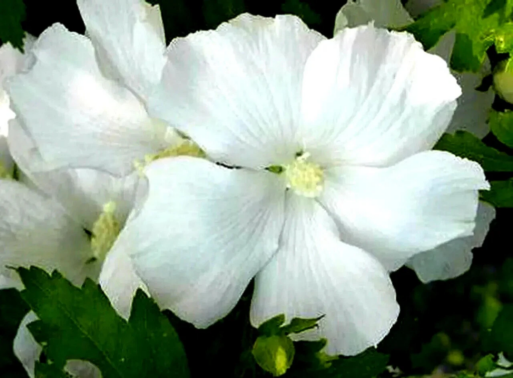 White Rose of Sharon Hibiscus Syriacus – Live Plant 6–12 Inch Starter Bush Tree for Planting