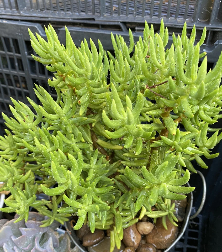 Crassula tetragona Cuttings for Planting – Miniature Pine Tree Succulent, 10 Unrooted Stems