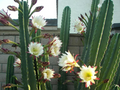 Apple Cereus Cactus Cutting – One 12 Inch Columnar Stem Cutting for Rooting – Cereus Starter Plant