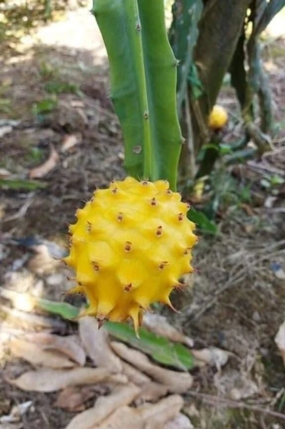 Yellow Dragon Fruit Palora Cutting – 1 Live Pitaya Cutting 8–12 Inch for Planting, Selenicereus Megalanthus
