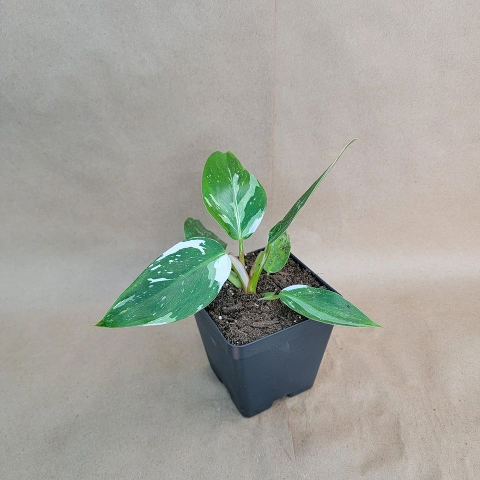Philodendron White Princess Live Plant – Variegated Aroid in 4” Pot, White Green Foliage, Indoor Houseplant