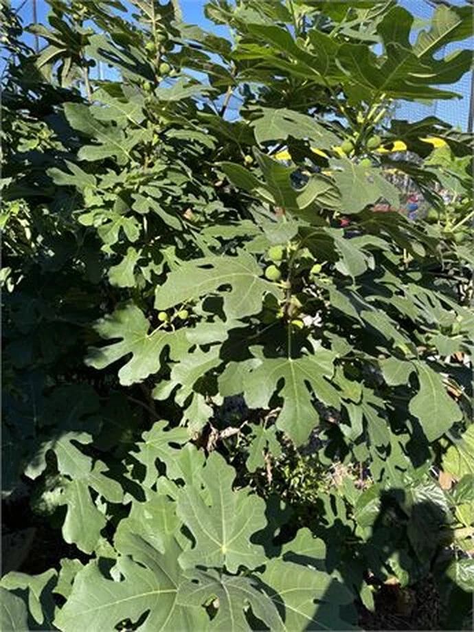 Dominick’s Fig Tree Cutting – 8+ Inch Long Cutting with Minimum 3 Nodes for Rooting and Propagation