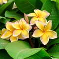 Yellow Plumeria Cuttings for Planting – 2 Unrooted 10 Inch Frangipani Stems, Tropical Flowering Tree