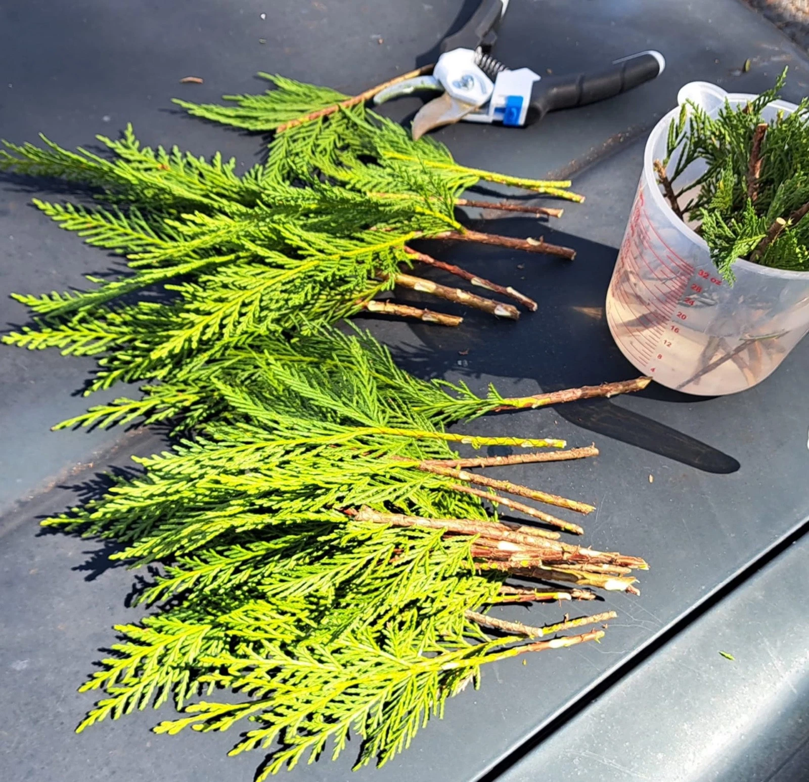 20 Leyland Cypress Cuttings – Fresh 6–8" Hedge Tree Cuttings for Rooting, Fast-Growing Evergreen Privacy Screen