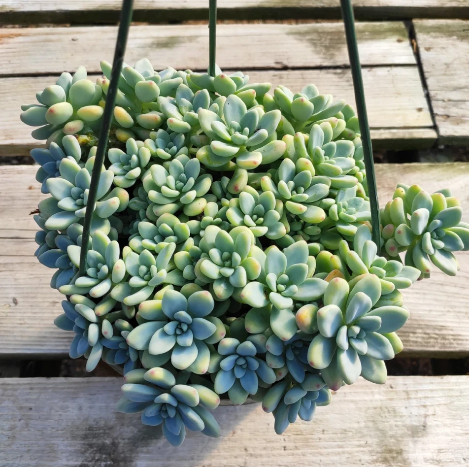 Sedum clavatum Succulent Live Plant – 2 Inch Potted Rosette, Indoor Outdoor Garden Plant