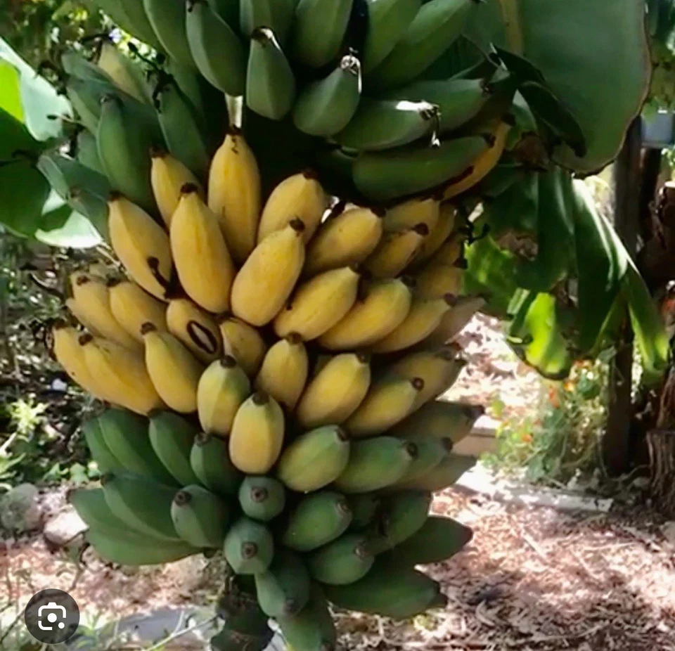 Gold Finger Banana Plant – Live Musa Starter Tree, Small Well-Rooted Tropical Fruit Plant, Easy Grow Indoor or Outdoor Container Variety