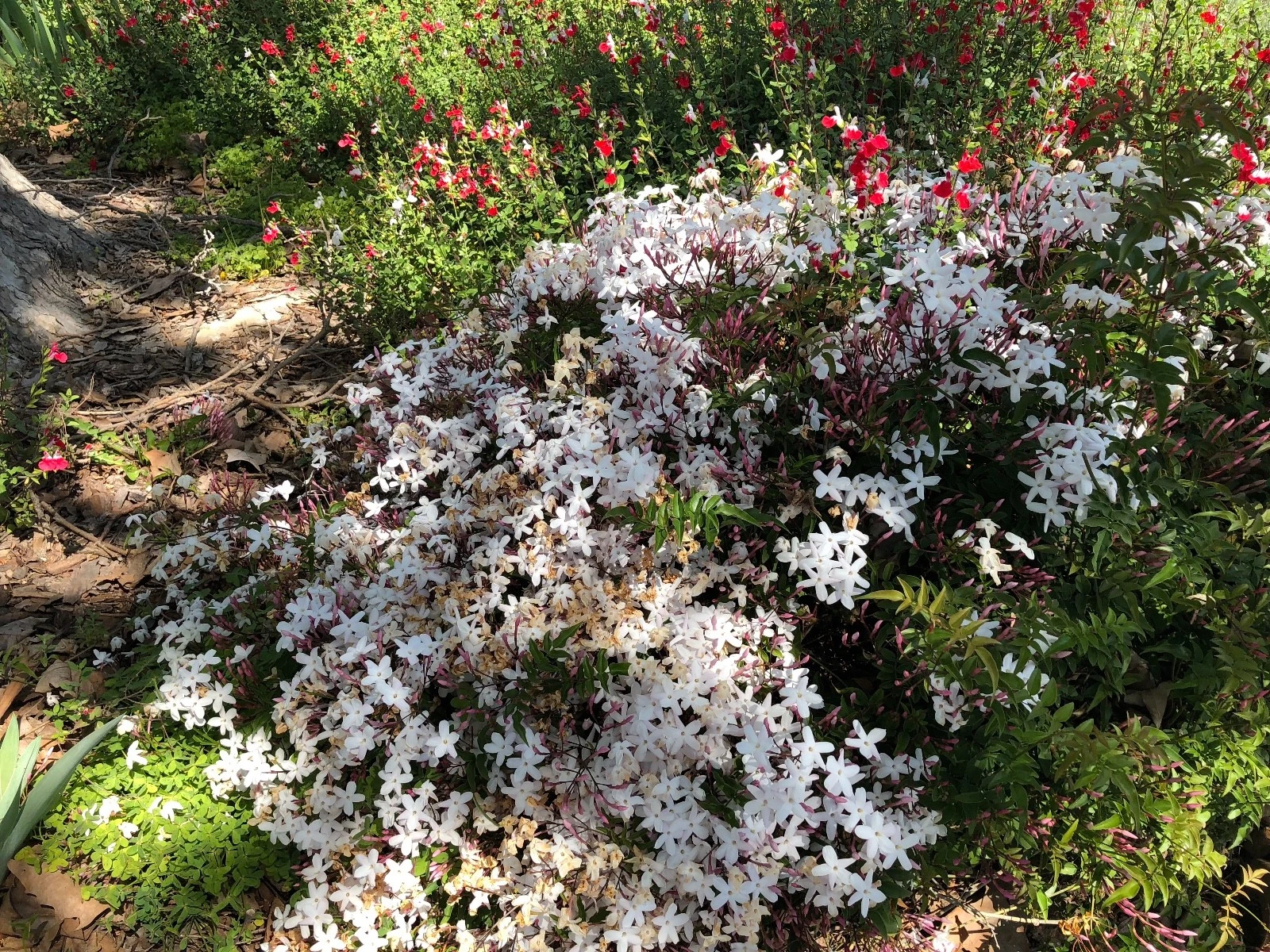 Pink Jasmine Polyanthum Cuttings – Live Jasminum polyanthum Vine Cuttings, Fragrant Climbing Plant for Planting
