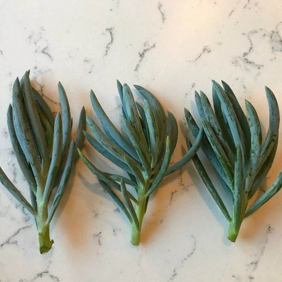 Blue Chalk Sticks Cuttings – Senecio Mandraliscae – 3 Live 5" Succulent Stems for Easy Propagation