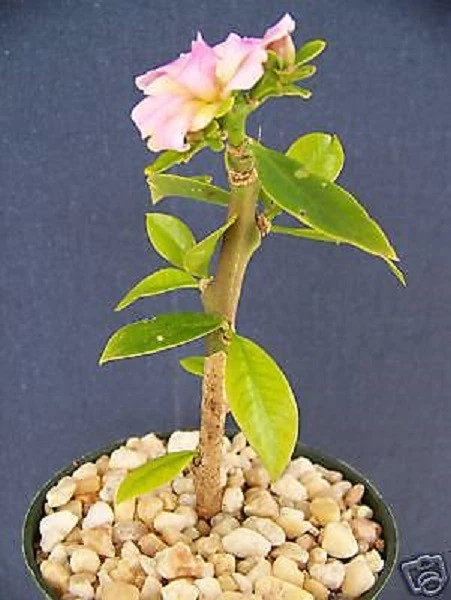 Pereskia grandifolia Live Cactus Plant, Succulent Caudex Bonsai Style in 4 Inch Pot for Planting