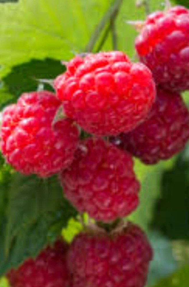 Wild Raspberry Cane Cuttings for Planting – 12 Organic Cold Hardy Stems, Rubus Berry Bush Starter
