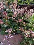 Fairy Crassula Unrooted Cuttings – 6 Crassula multicava Succulent Cuttings for Indoor or Outdoor Growing