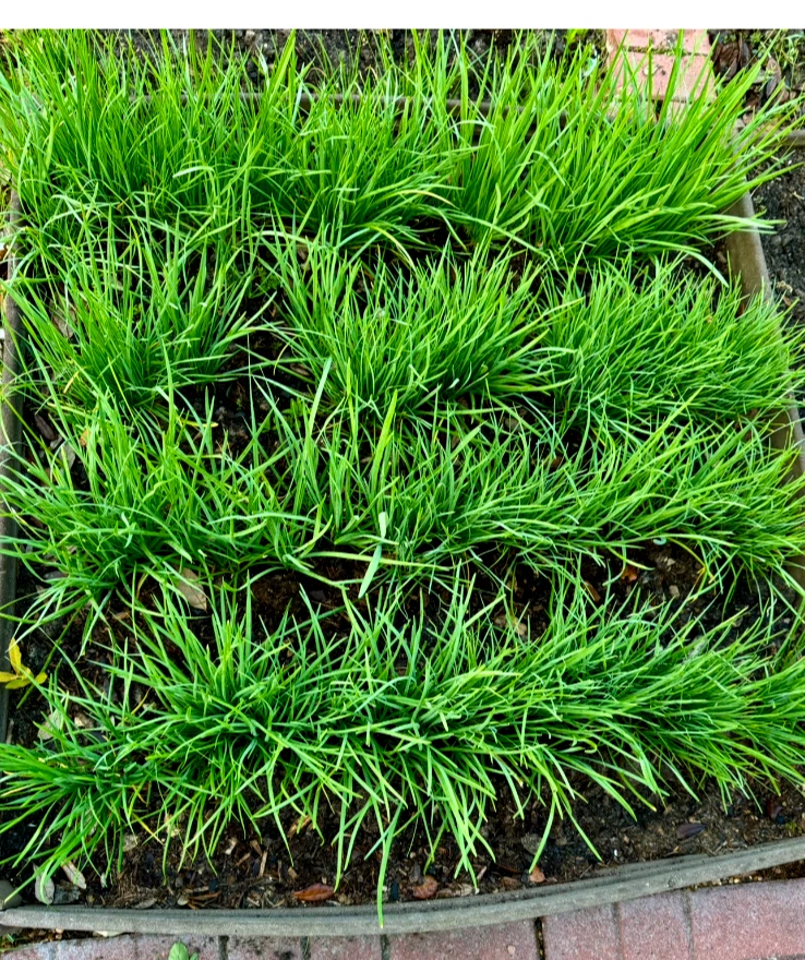Garlic Chives Live Plants – 30+ Bare Root Perennial Starts, Organic Allium Tuberosum for Garden or Containers