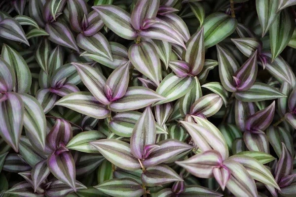 Tradescantia Zebrina Cuttings – 6 Organic Wandering Jew Stems for Rooting and Houseplant Propagation