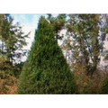 Eastern Red Cedar Tree Cuttings for Planting – 8 Live Unrooted Stems, Native Evergreen Shade Tree