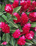 Hawaiian Red Ginger Plant Starter – Alpinia Purpurata Small Rooted Tropical Ornamental