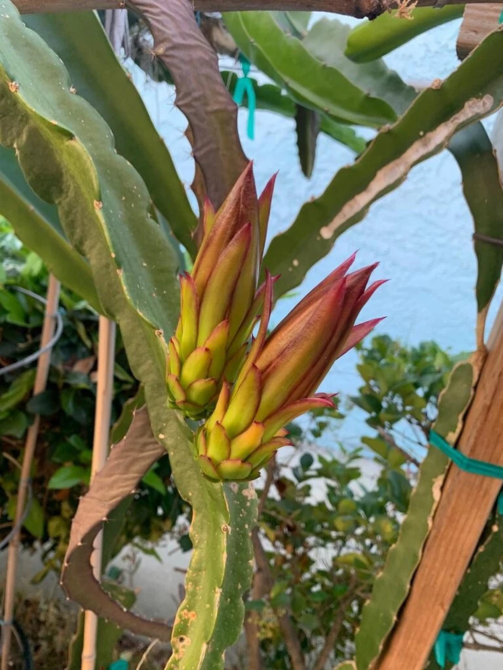 Dragon Fruit Asunta Cuttings for Planting – 6 Unrooted Pitaya Stems, 10–14 Inch Climbing Cactus